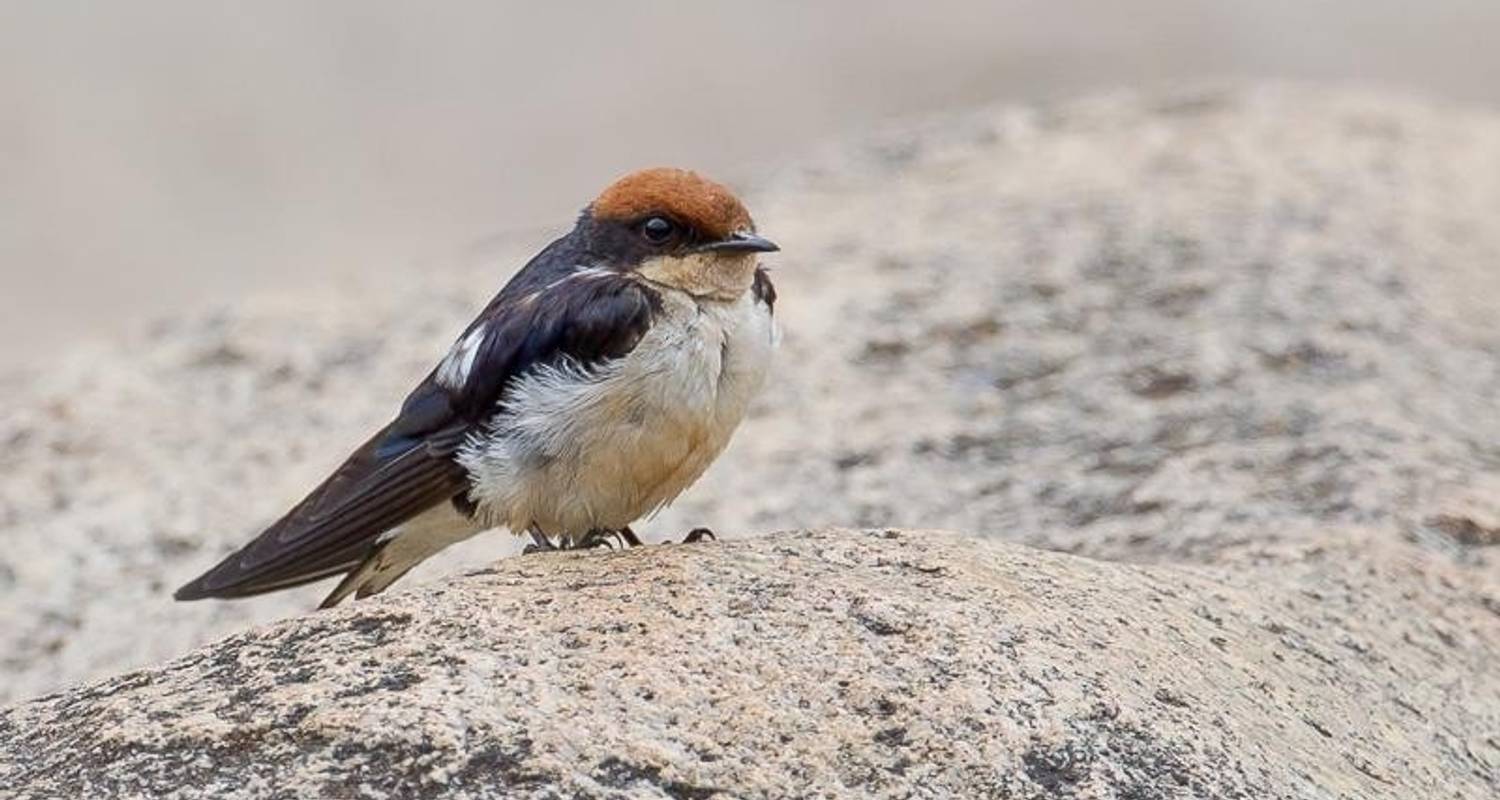 Geferssa ,Sululta and Debre-Libanose Bird Watching Tour - Tankwa Tours and Travel Agency