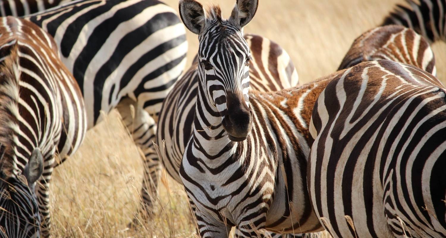 5 Days Masai Mara & Lake Nakuru SOPA LODGE SAFARI - Bonvoyage Kenya Safaris
