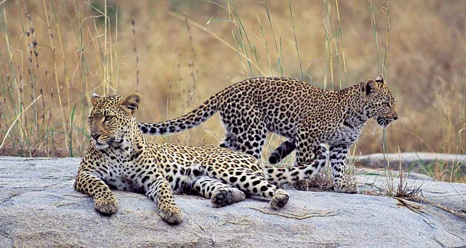 10-Day Kruger National Park, Swaziland, St Lucia & Drakensberg - The Mzansi Experience