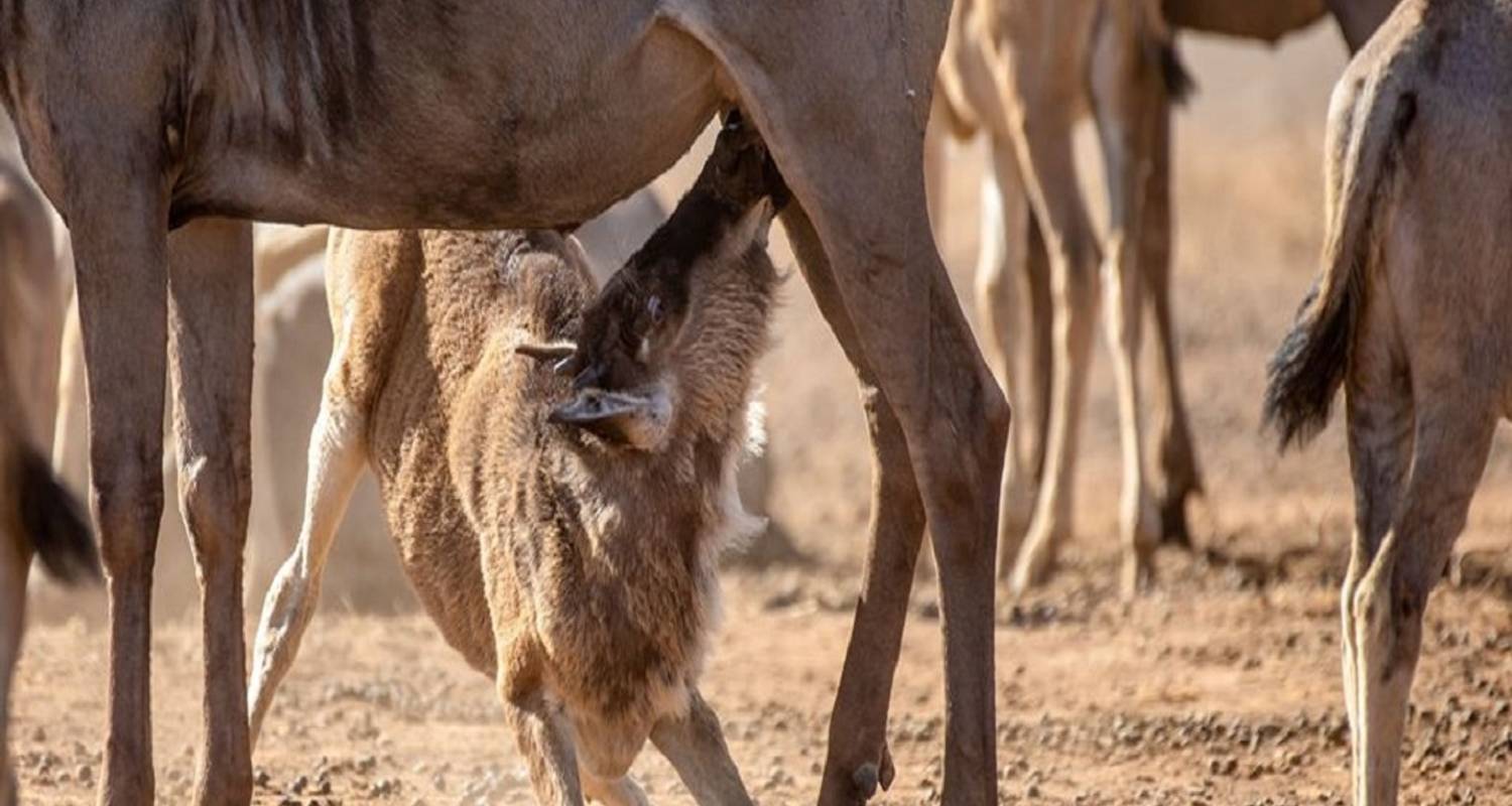 The Journey Of Wildebeest. - Alaitol Safaris Ltd