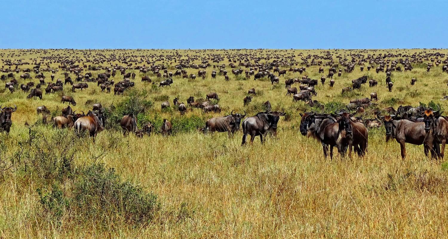 Tansania Gruppensafari - 5 Tage/4 Nächte - TaraLight Safari Tours