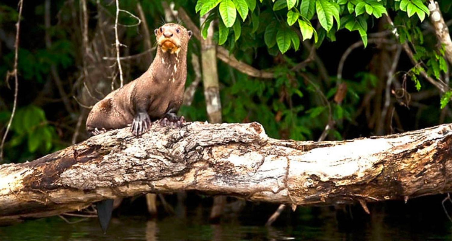 Öko-Dschungel: Tambopata Wildreservat mit Sandoval See - Turismoi