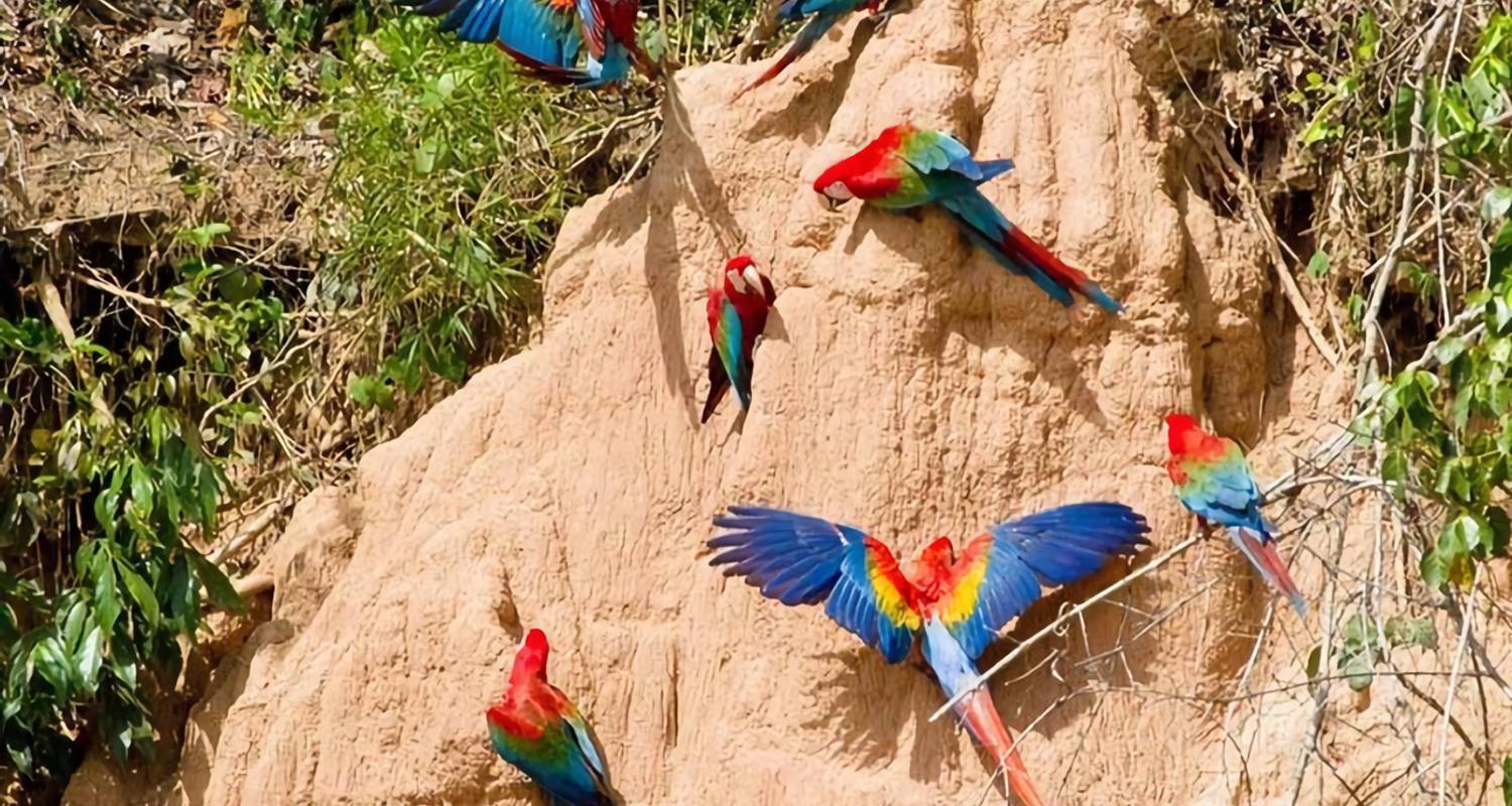 Tambopata: Collpa de Guacamayos & Lago Sandoval - Turismoi