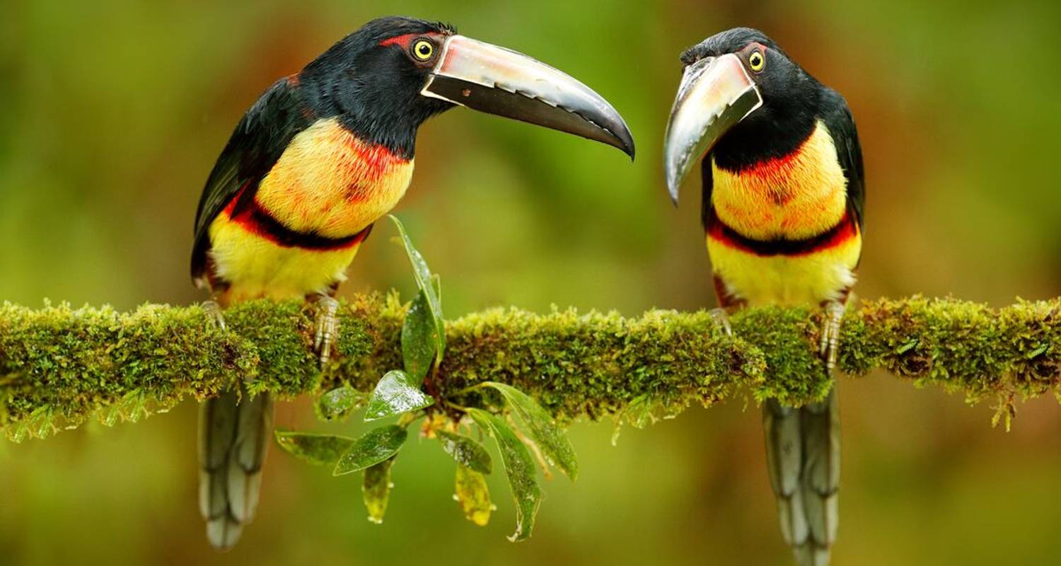 Circuits Costa Rica de 10 jours