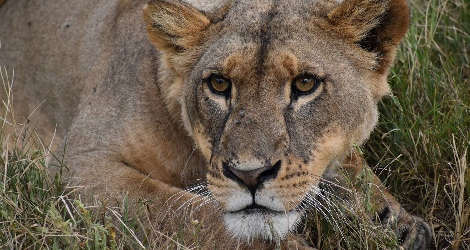 La aventura de los 5 Grandes de Kenia: Safari en 4x4 de 6 días - Pam Tours and Travel