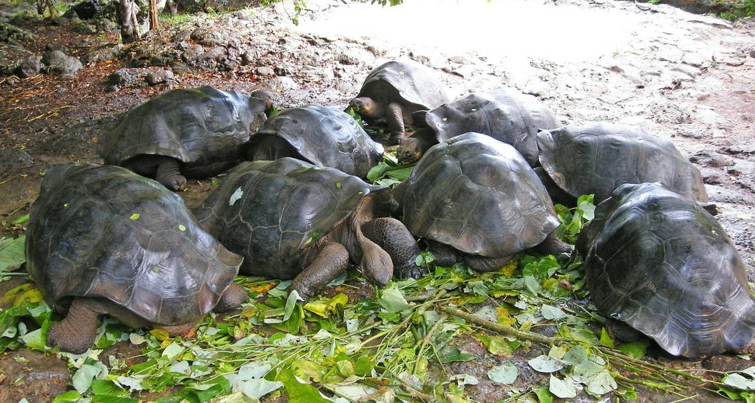 Andean Journey with the Finch Bay in the Galápagos - Monograms