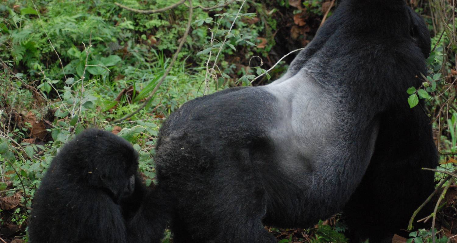 5 DAYS GORILLAS AND CHIMPANZEE TREKKING UGANDA - Saso Uganda Safaris