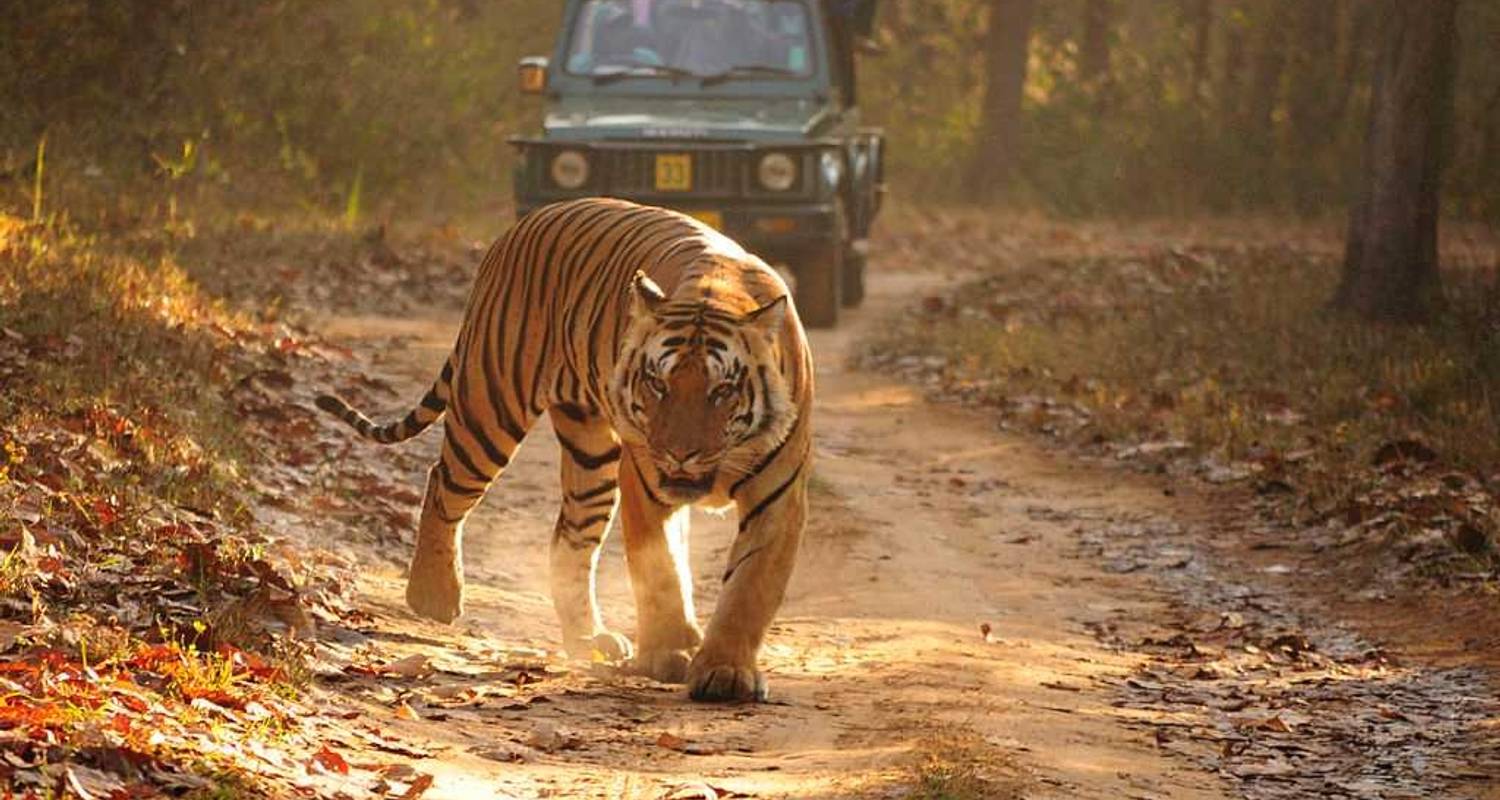 Amazing Rajasthan with Tiger Safari and Taj Mahal - Kusum Holidays