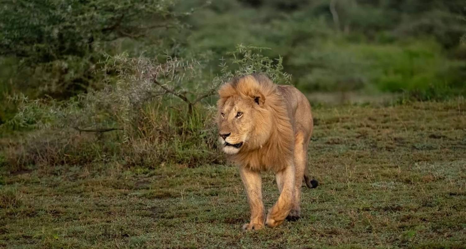 6 dagen Tanzania Luxe Lodge Safari Rondreis door - Travel Africa Safari Agency