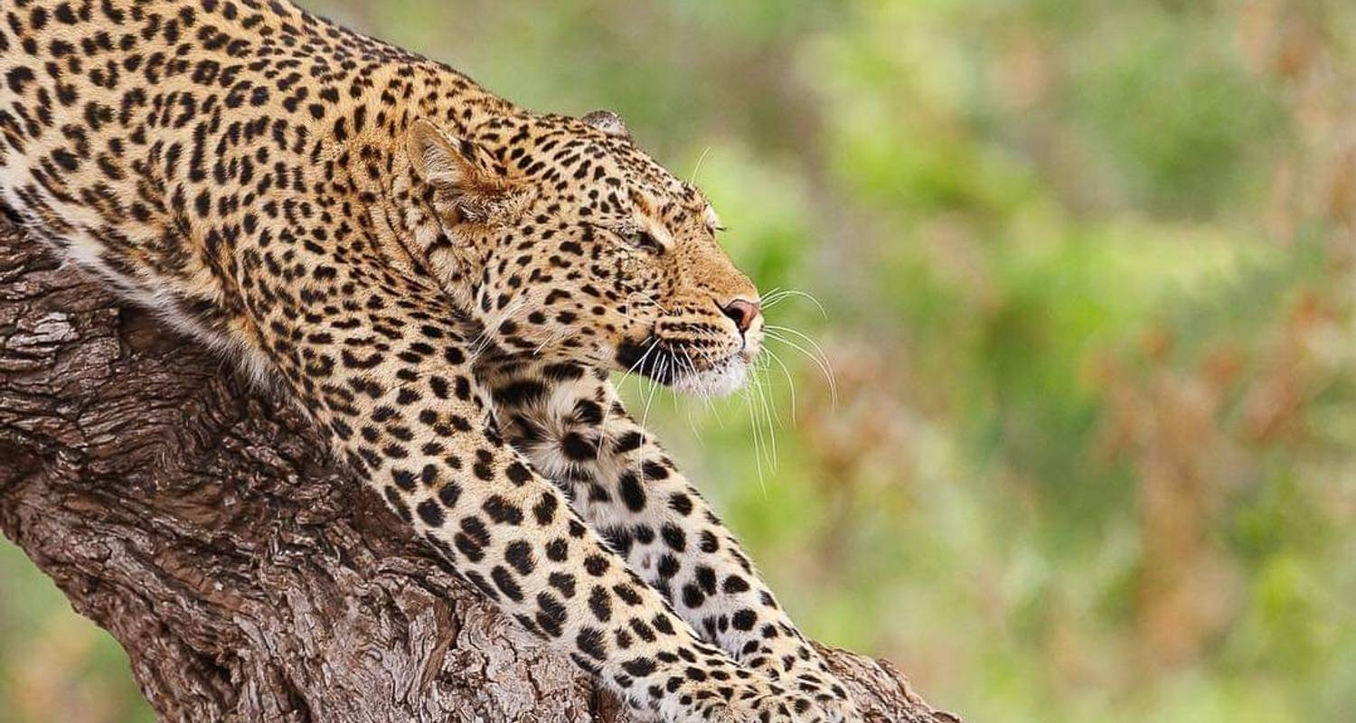 7 Day Migration Western Corridon - Serengeti Wakanda Tours and Safaris
