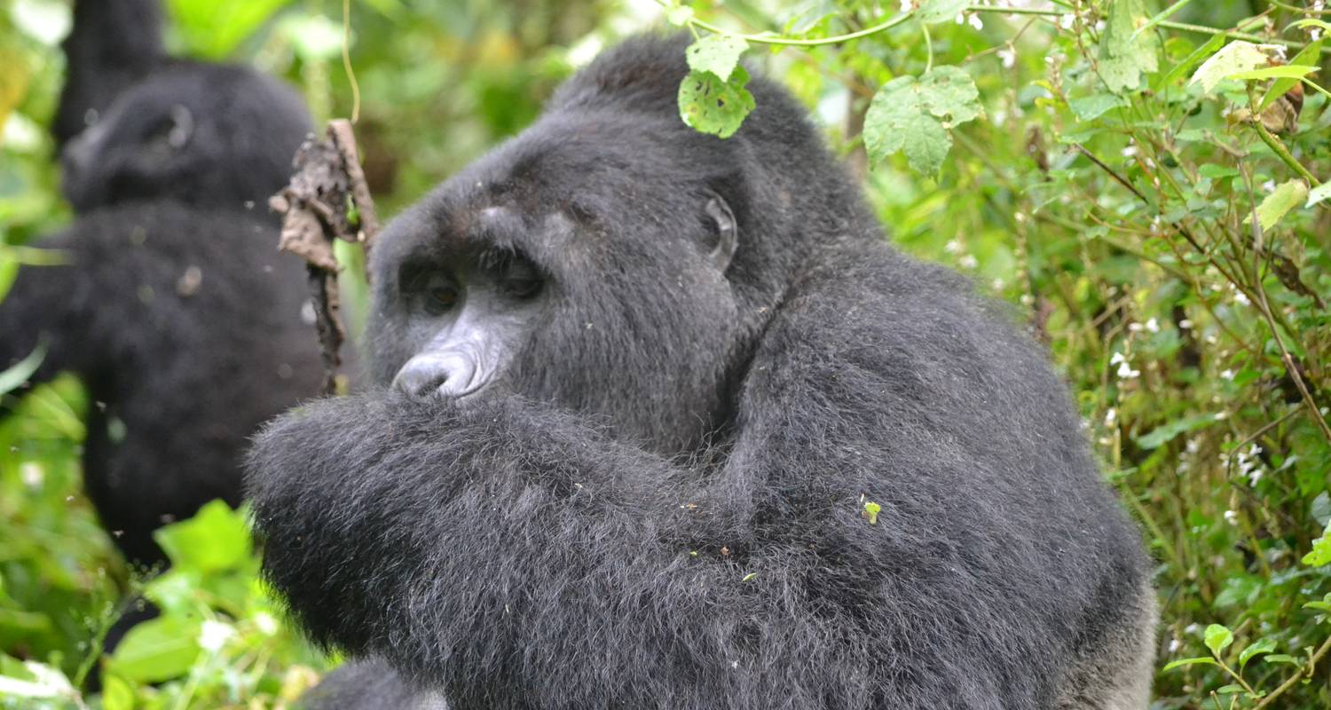 4 Days Double Gorilla Trekking Safari - Saso Uganda Safaris