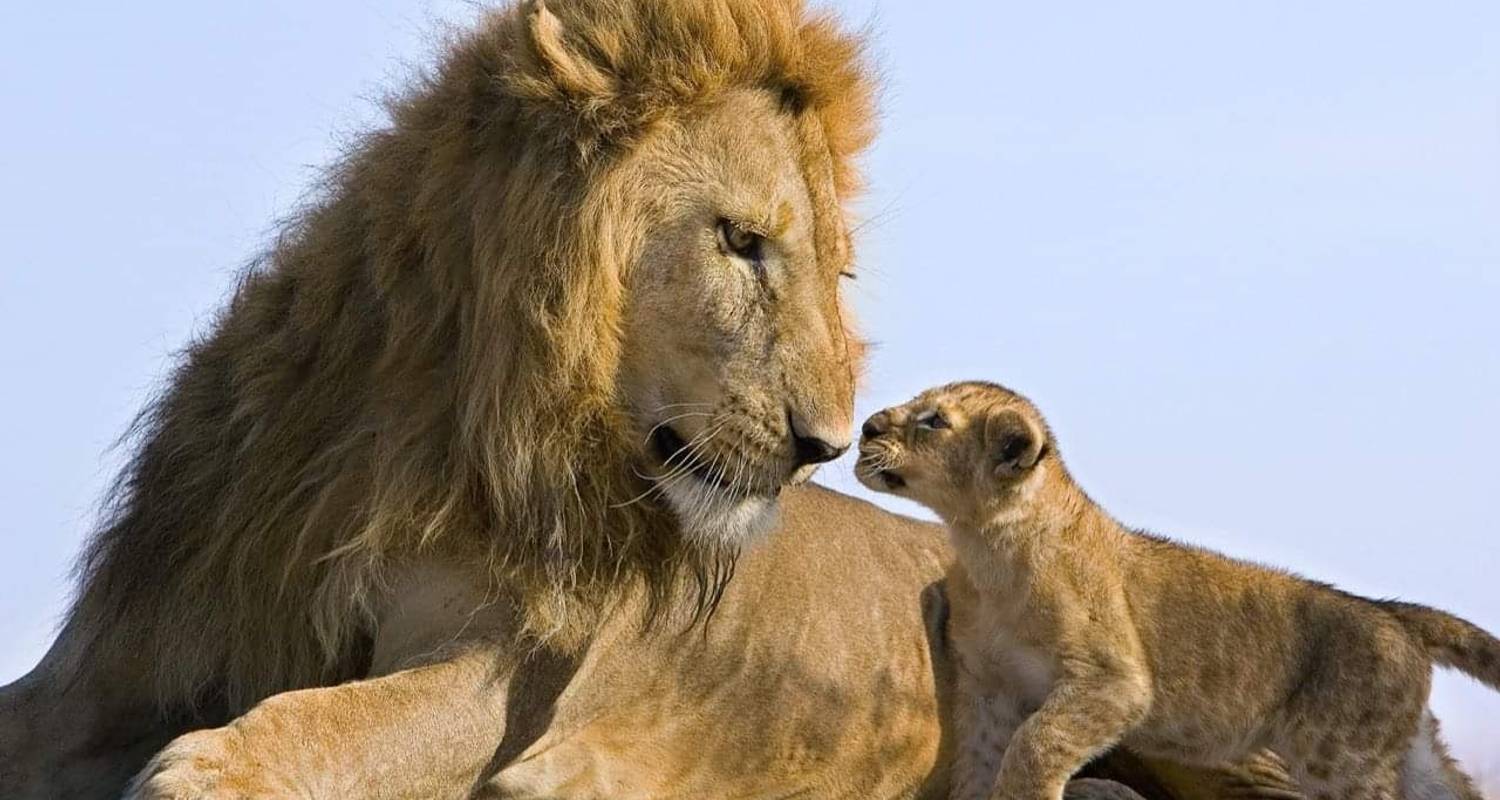 5 Day Tanzania Lodge Safari Tour - Serengeti Wakanda Tours and Safaris