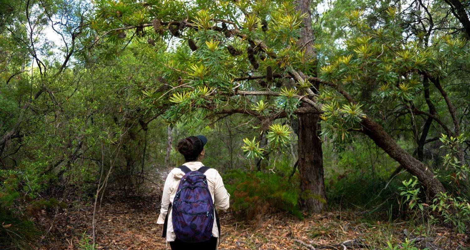 Pack-Free Camping: Rainforest Eco Hike - 3 Days - Fraser Island Hiking