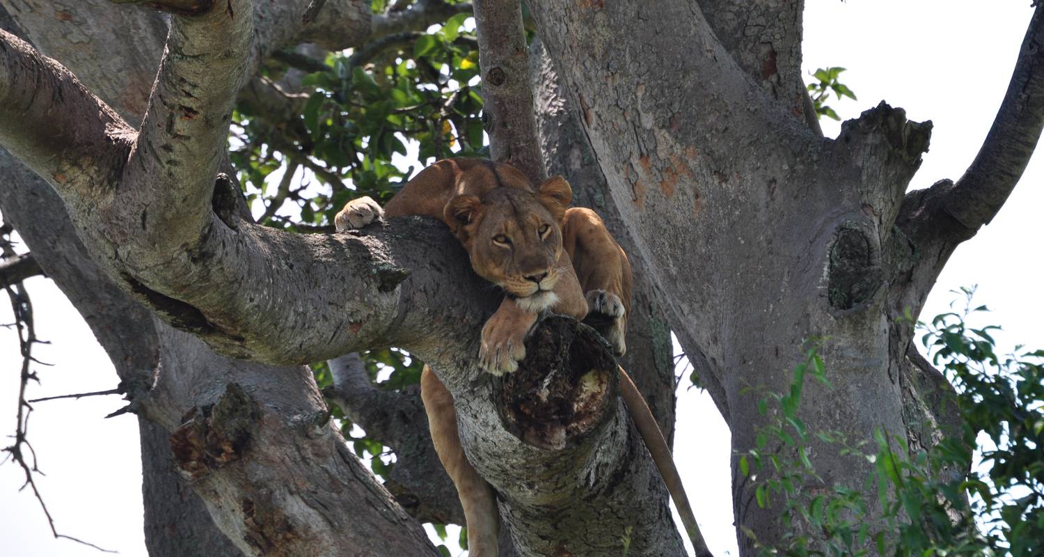 8 DAY UGANDA RWANDA TOUR HOLIDAY - Saso Uganda Safaris
