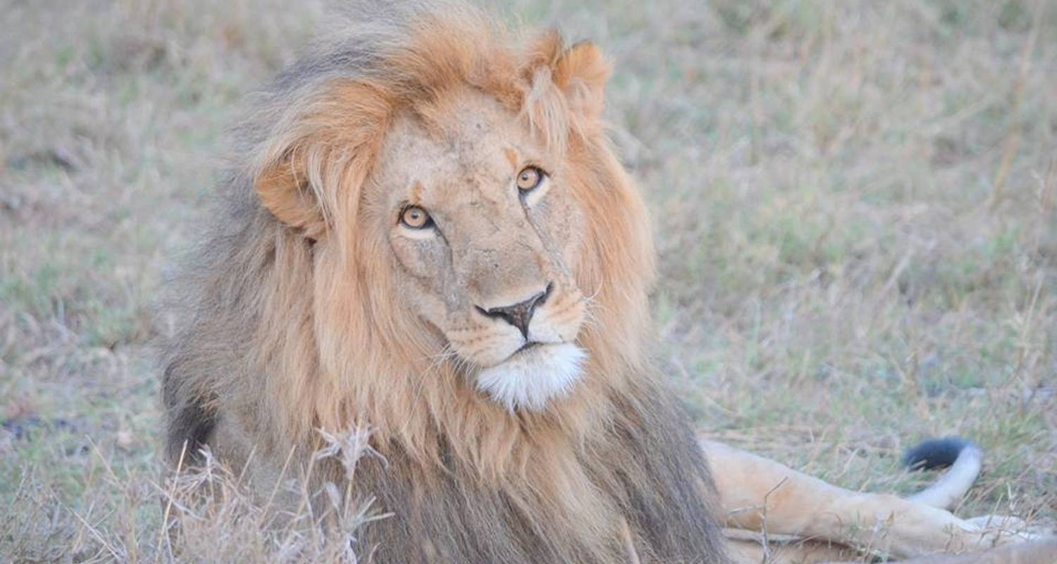 7 Days Budget Kenya Safari (All inclusive ) - KT Safaris