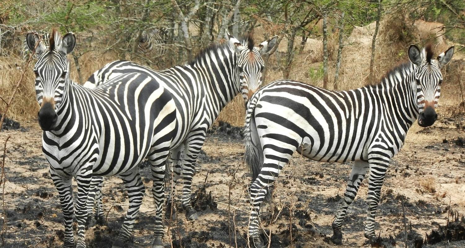 Durban, cultura y vida salvaje - 3 días - alojamiento - Acacia Adventure Holidays