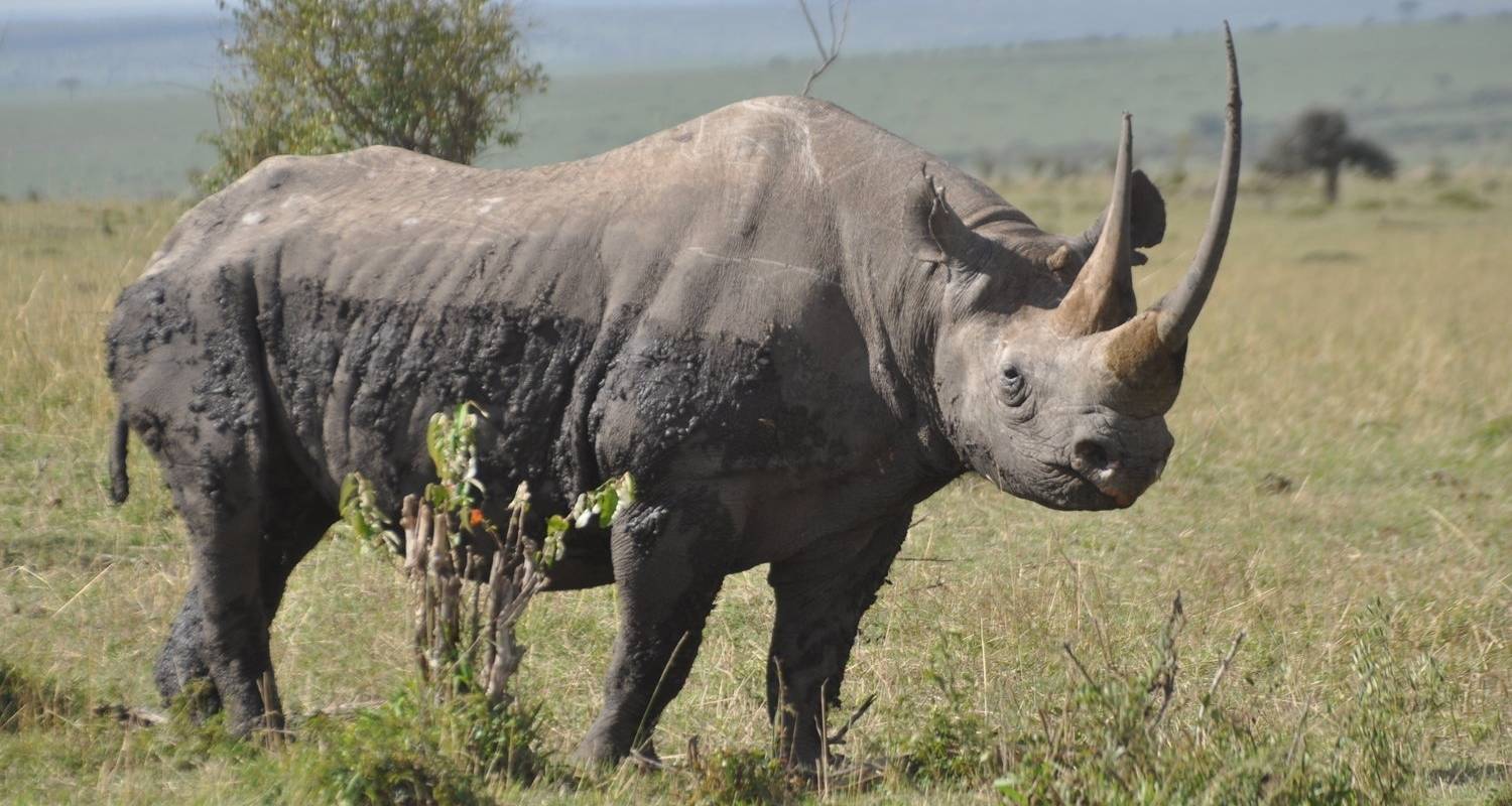 04 Days Kenya Lodge Safari to Masai Mara Reserve - Exciting Africa Holidays