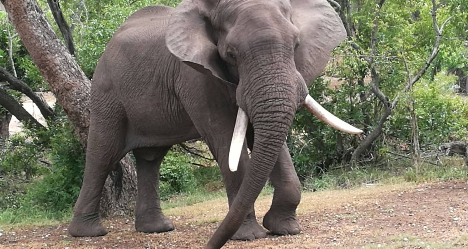 Intondolo Safaris Multi Days - 21 Days - Zimbabwe & Botswana - Intondolo Safaris & Tours