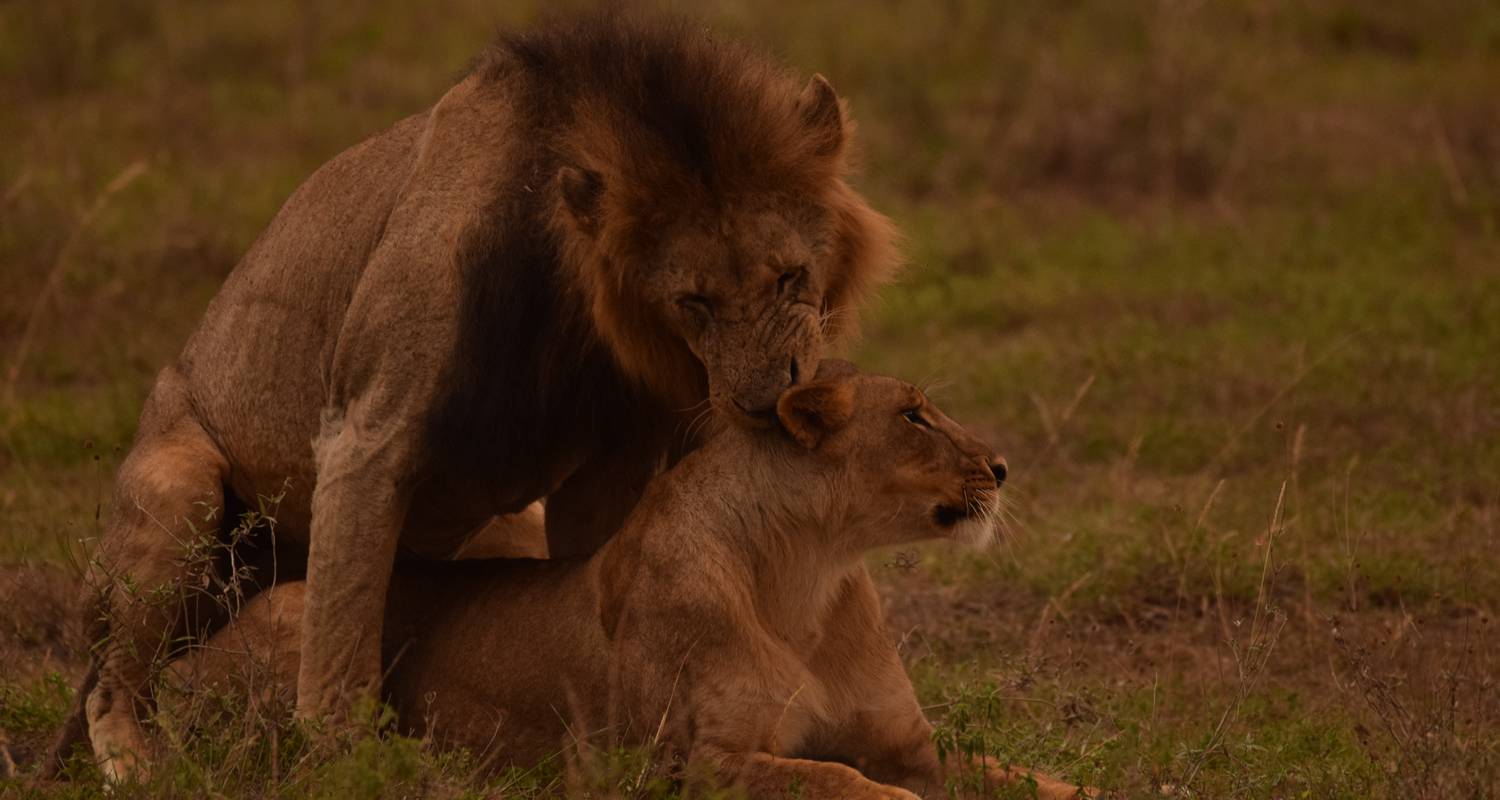 3 Days Masai Mara Joining safari (All inclusive ) - KT Safaris