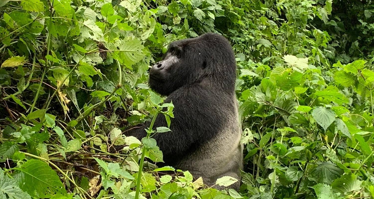 Safari económico de 2 días de excursión a los gorilas en Uganda - Bamboo Ecotours