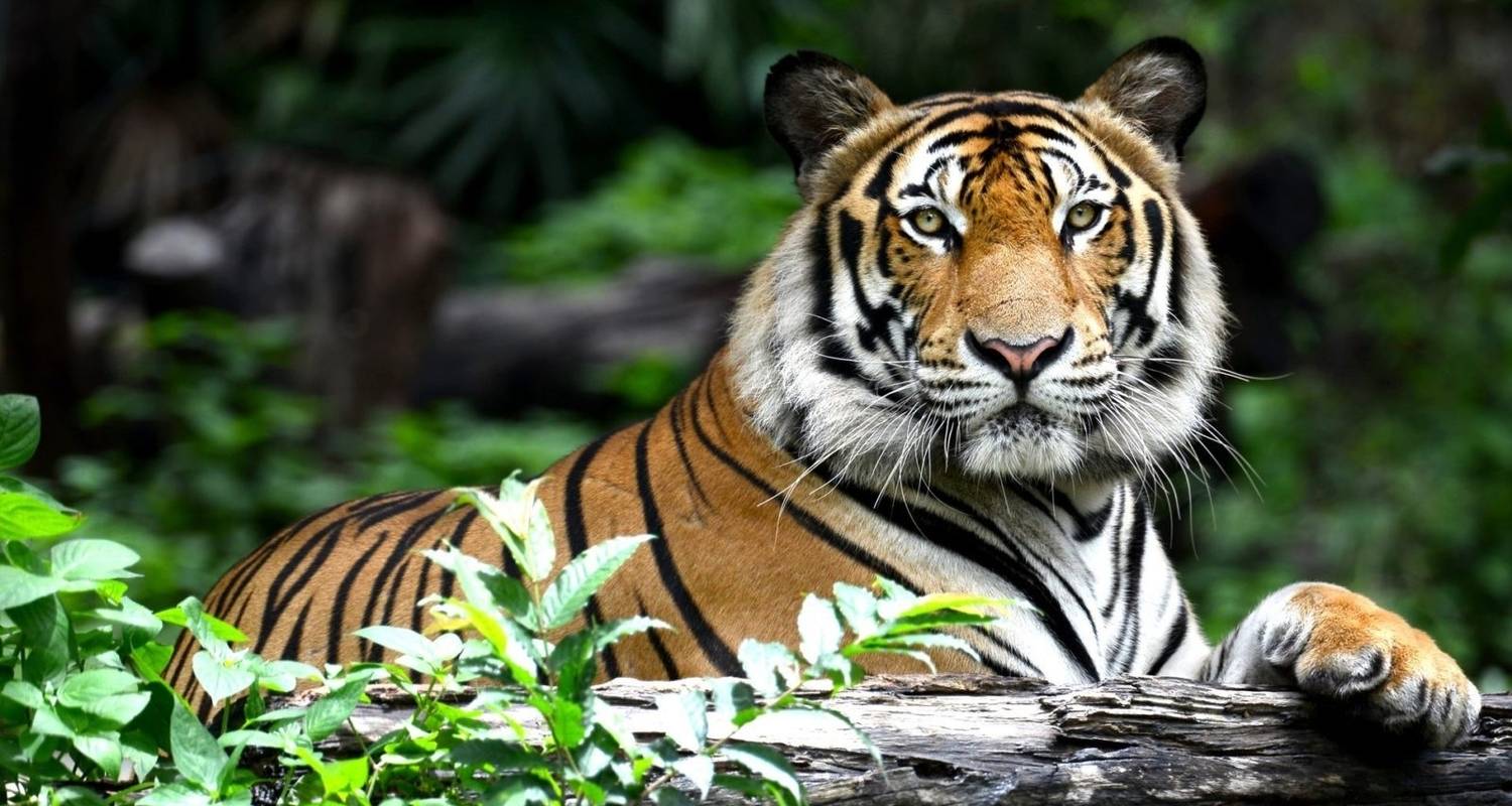 Circuits en Triangle d'or et Ranthambore