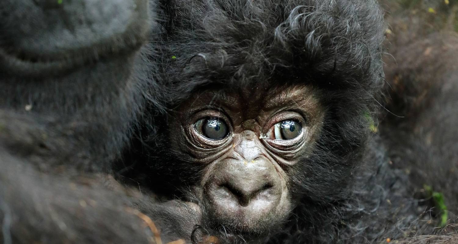 Gorilla-Trekking Rondreizen & Tours