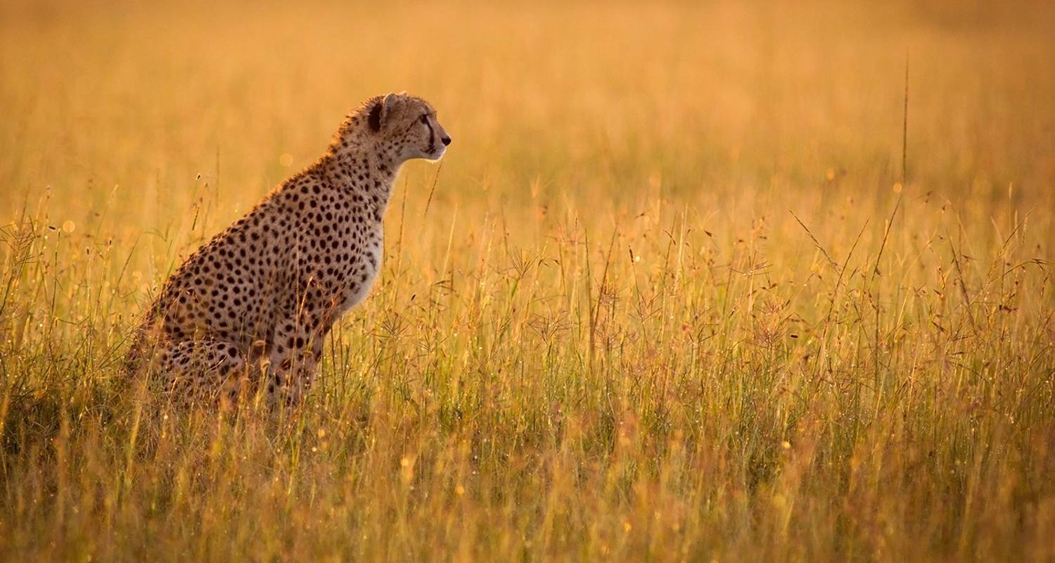 5 Days / 4 Nights Private group safari (Living among the big five) - TaraLight Safari Tours