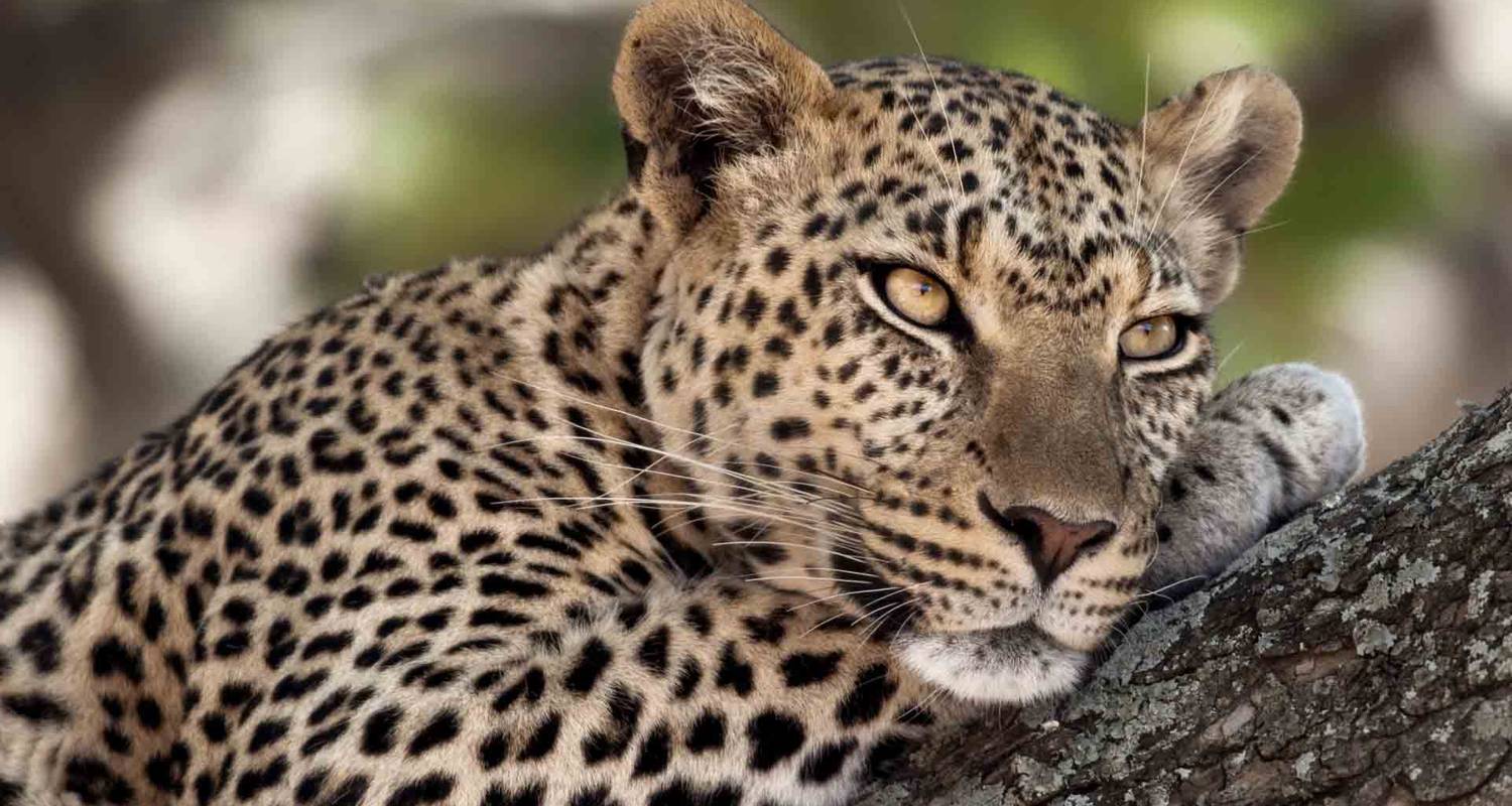 8 Days / 7 Nights Join group safari (home of the Big Five ) - TaraLight Safari Tours
