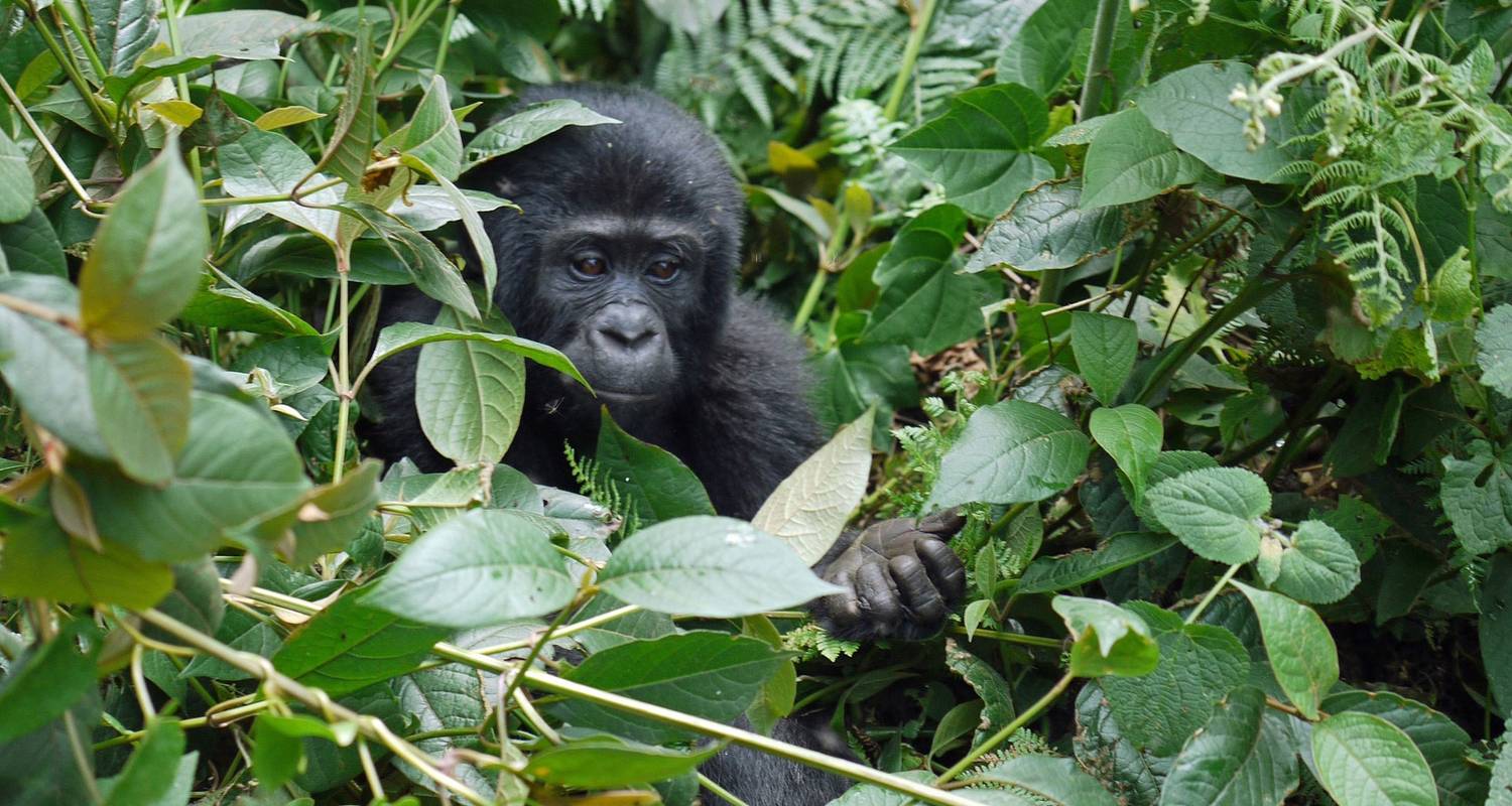 Ugandan Wildlife & Gorilla Conservation EduTour - Global EduTours