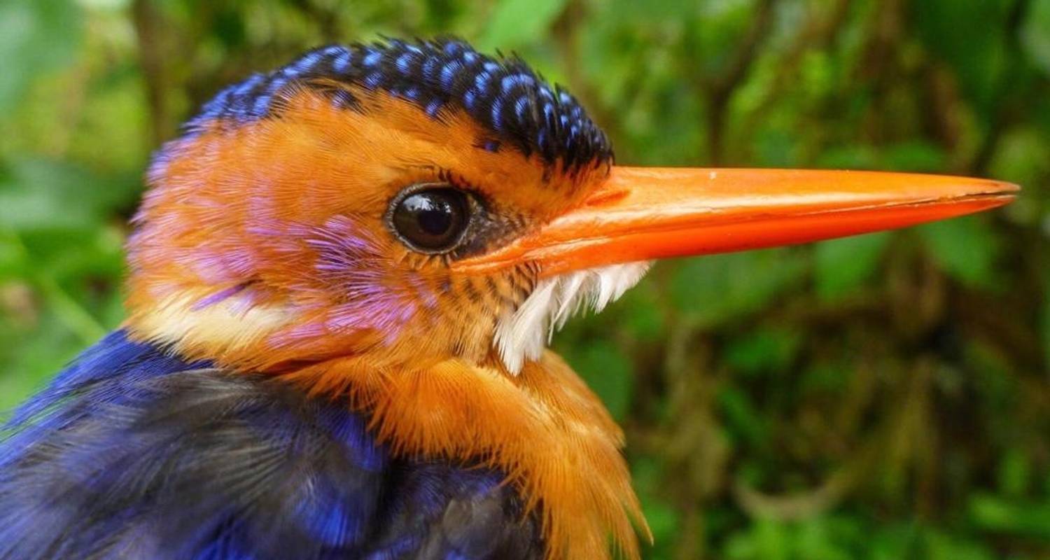 Ethiopia Birding Tour (6 destinations) - Ethio Afro Tours
