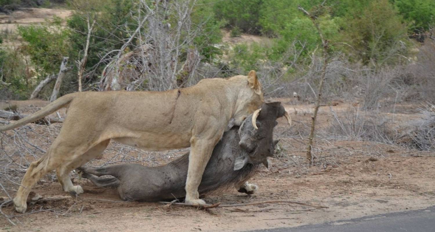 Kapstadt für Taucher - 4 Tage - Across Africa Tours & Travel