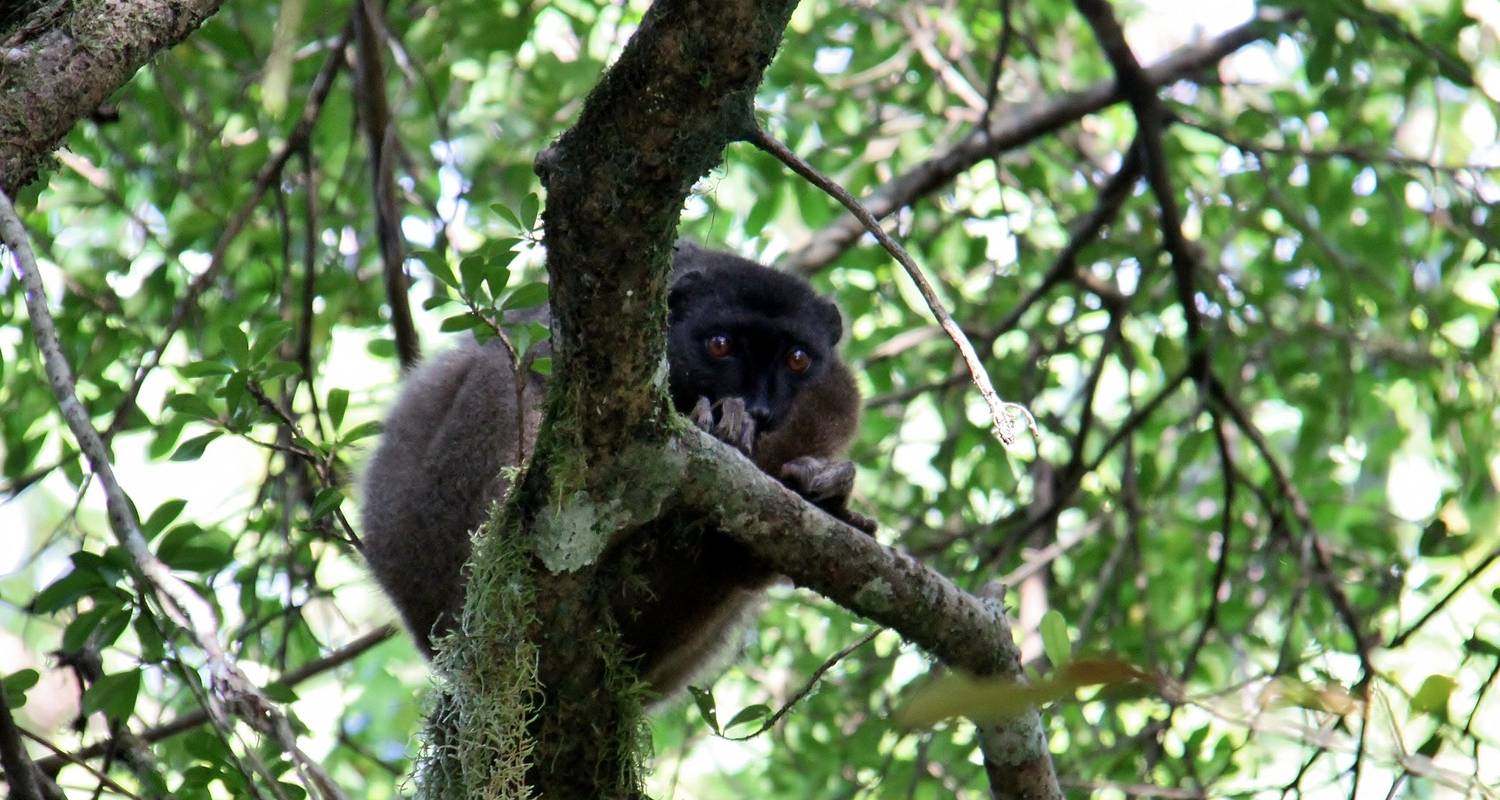 Tsingy of Bemaraha and Morondava in detail - Zania Tours