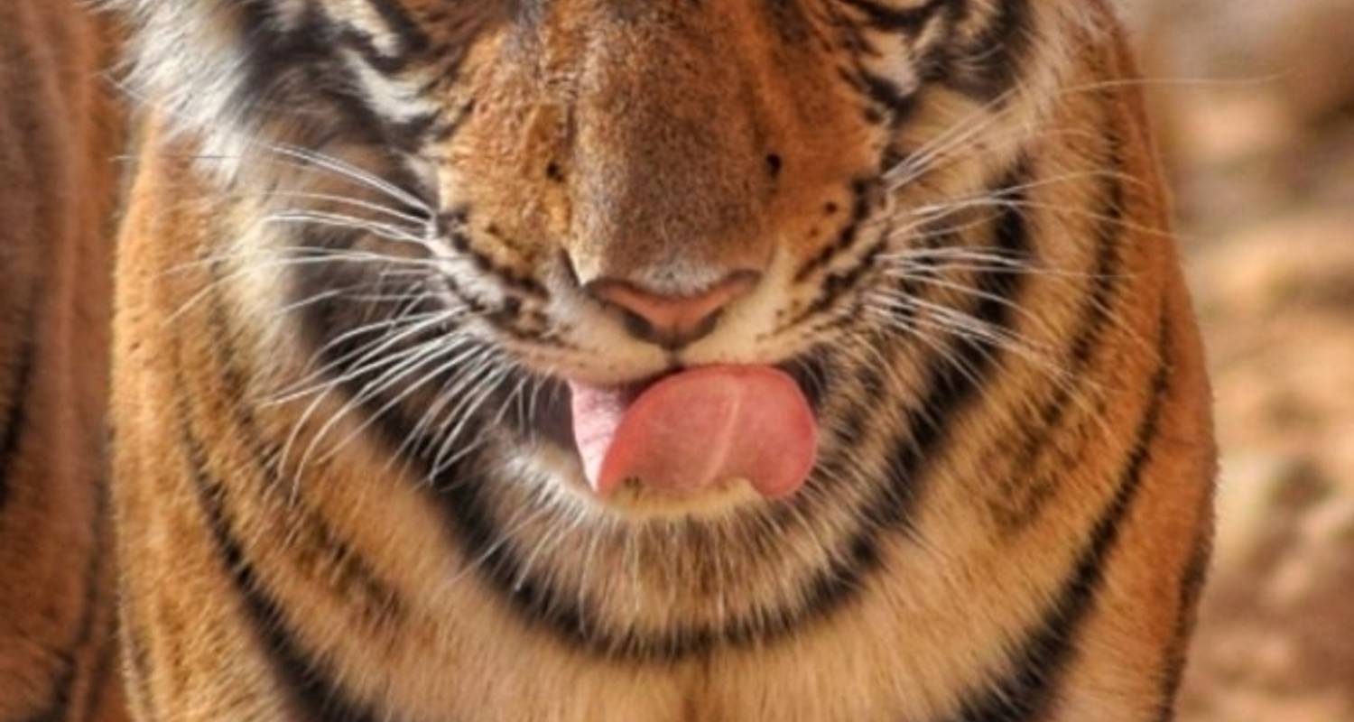 Ranthambore Tiger Safari (inkl. Taj Mahal und Pink City - Jaipur) - Make My Vacations