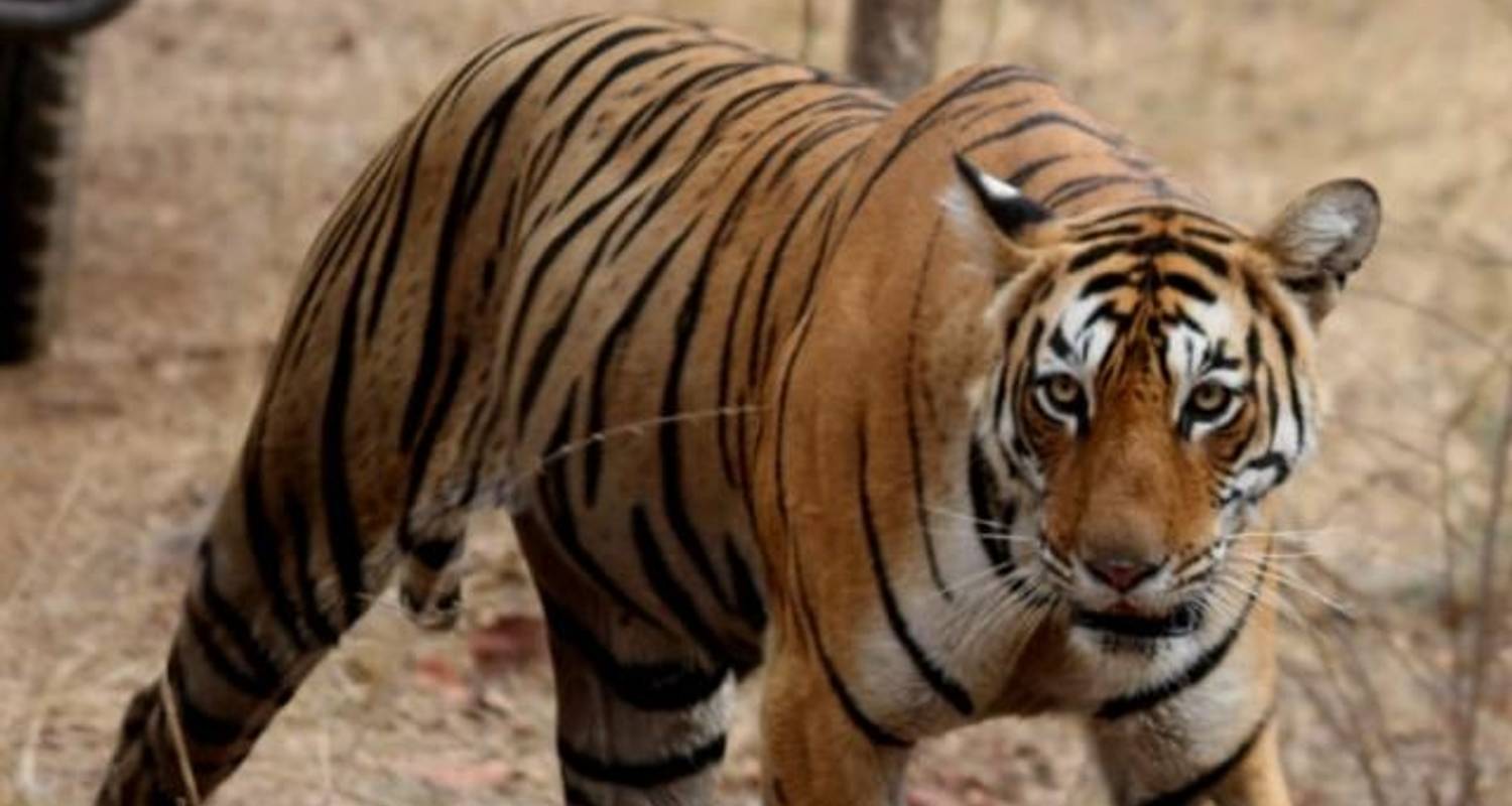 Indian Tiger Safari with Famous National Parks of India - Kusum Holidays