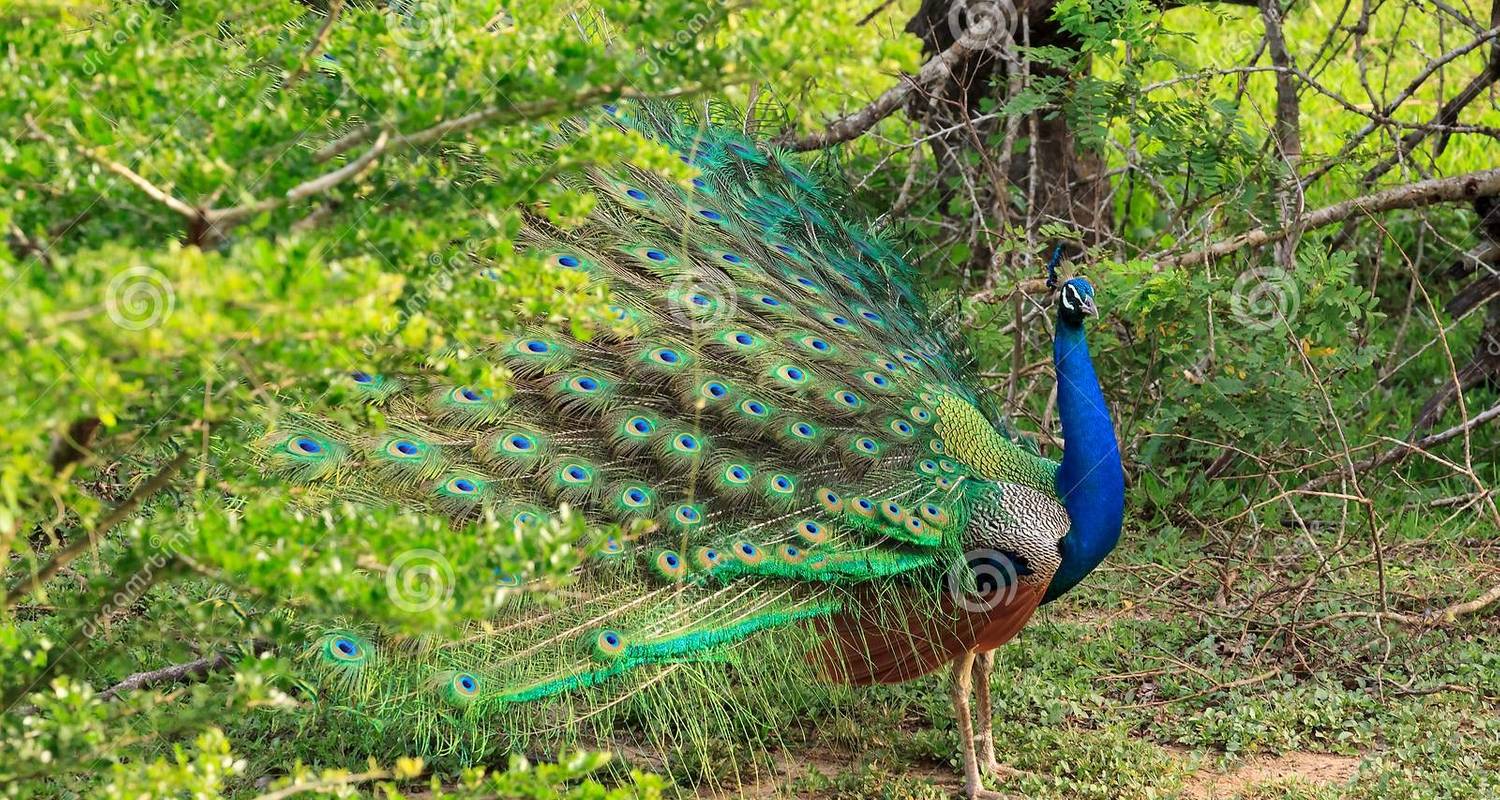 Sommererlebnis auf Sri Lanka - Tour Blue