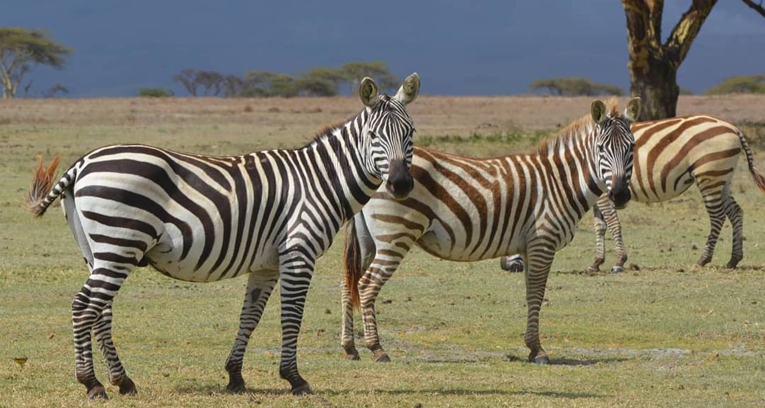 5 Days Masai Mara, Lake Nakuru, Lake Naivasha joining Budget Tour(ALL INCLUSIVE) - KT Safaris