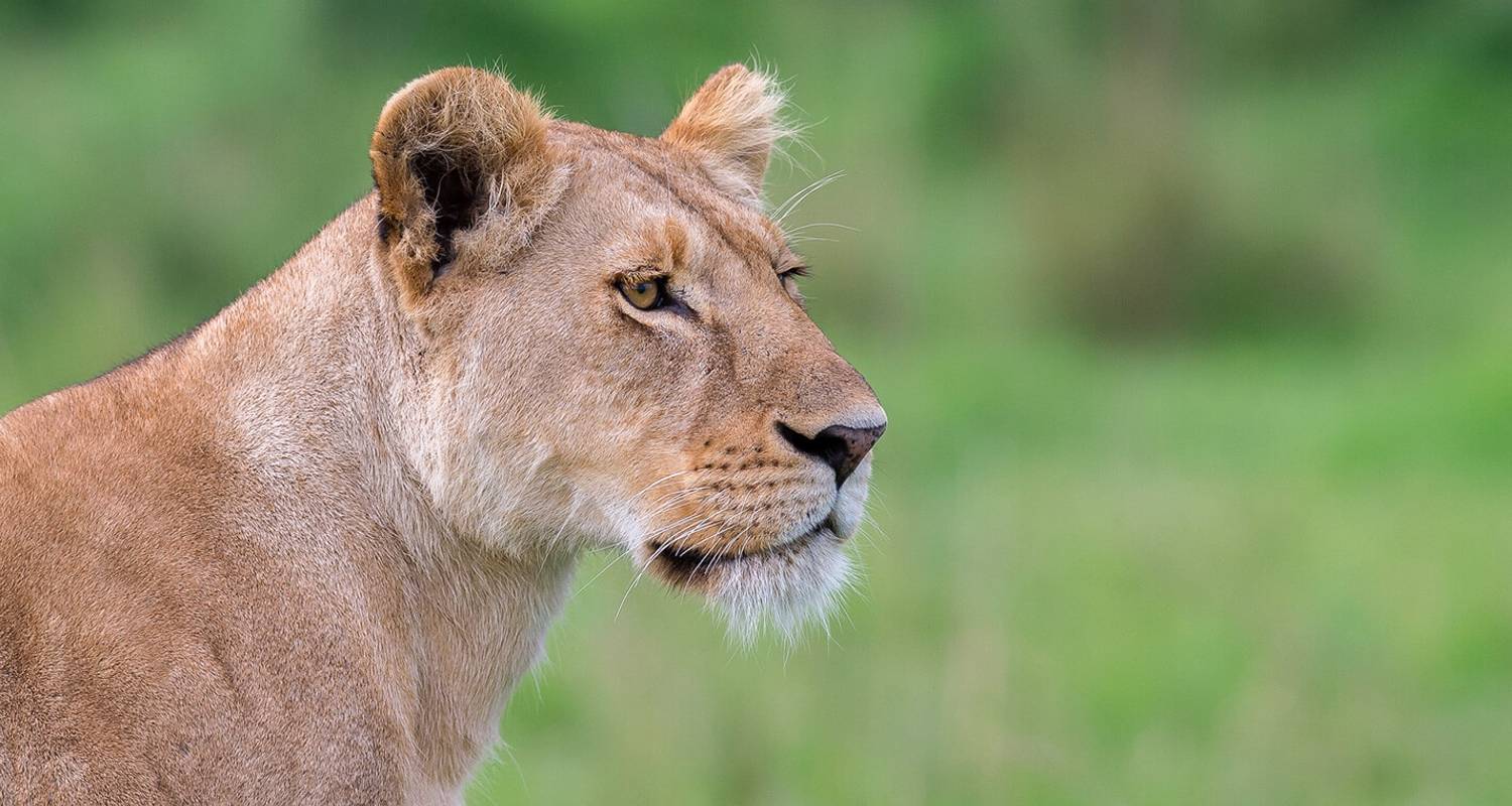 4 Days Masai Mara Migration (All inclusive )Group safari - KT Safaris
