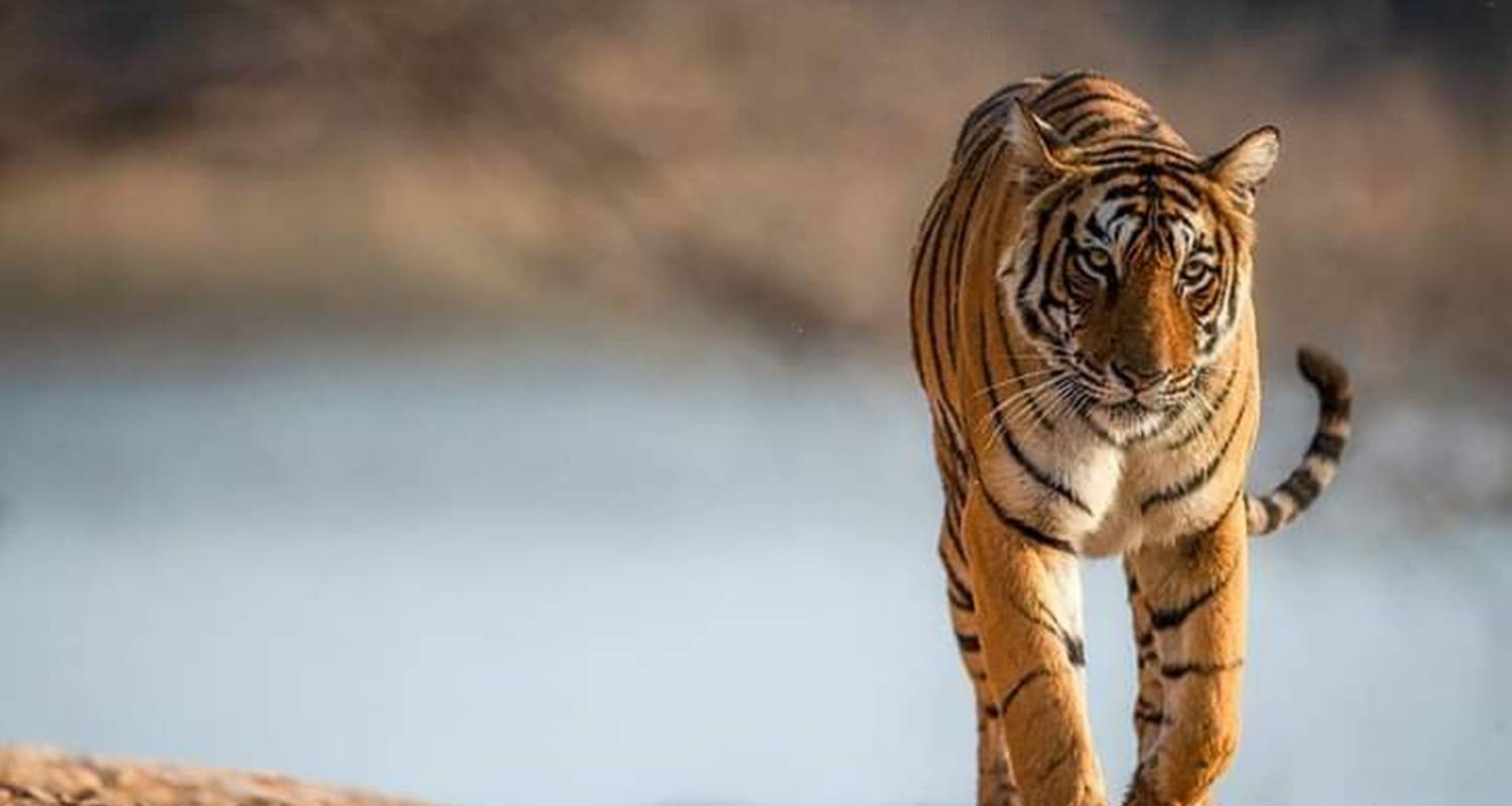 Magnificent Wild Life Safari Tour with Taj mahal and Khajuraho - Kusum Holidays