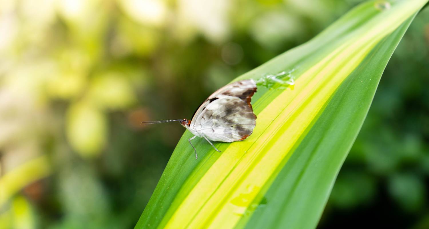 Selva Amazónica Circuitos 7 Días