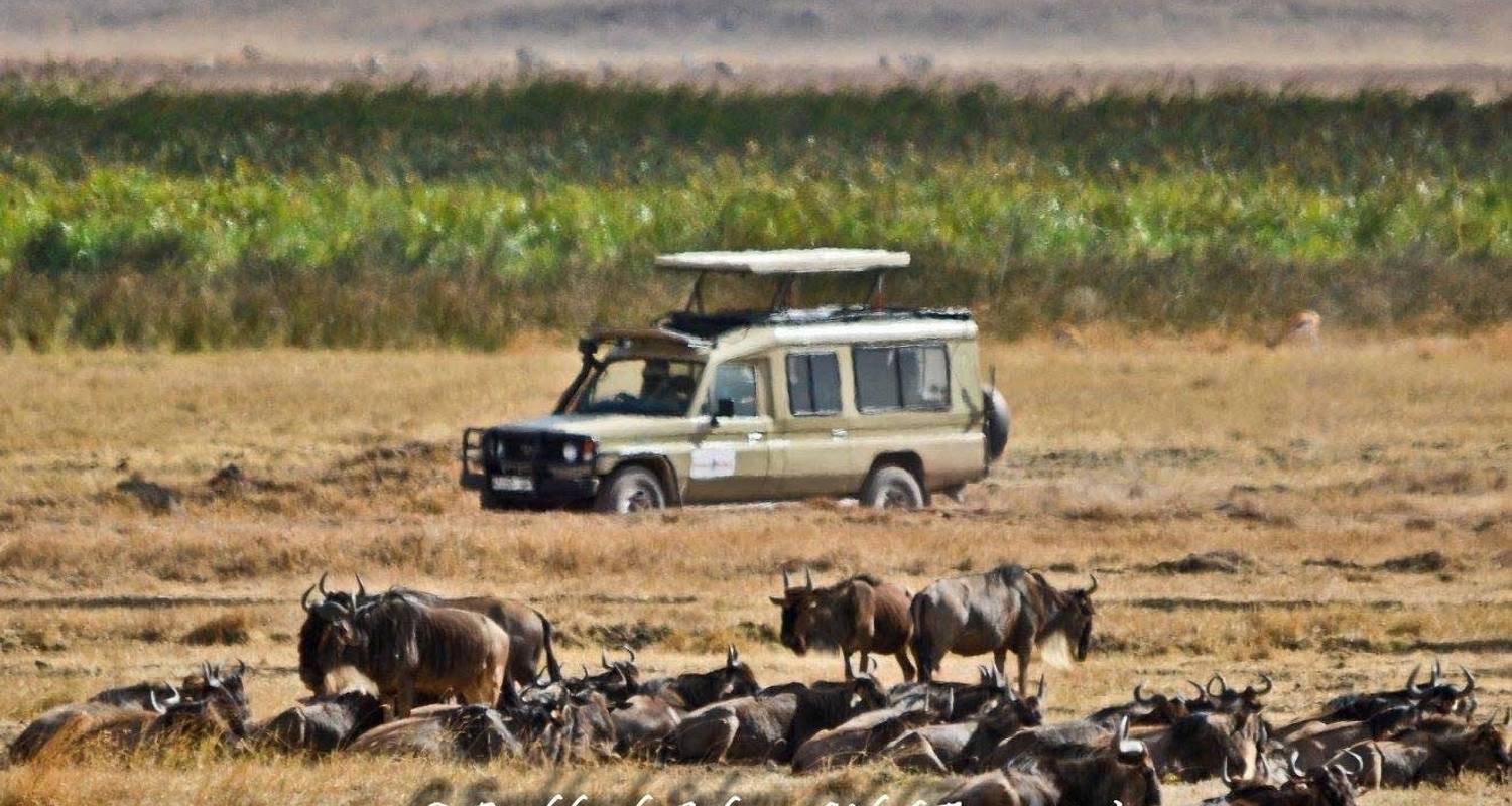 5 Days Mid Range Safari To Serengeti & Ngorongoro Crater - Serengeti African Tours