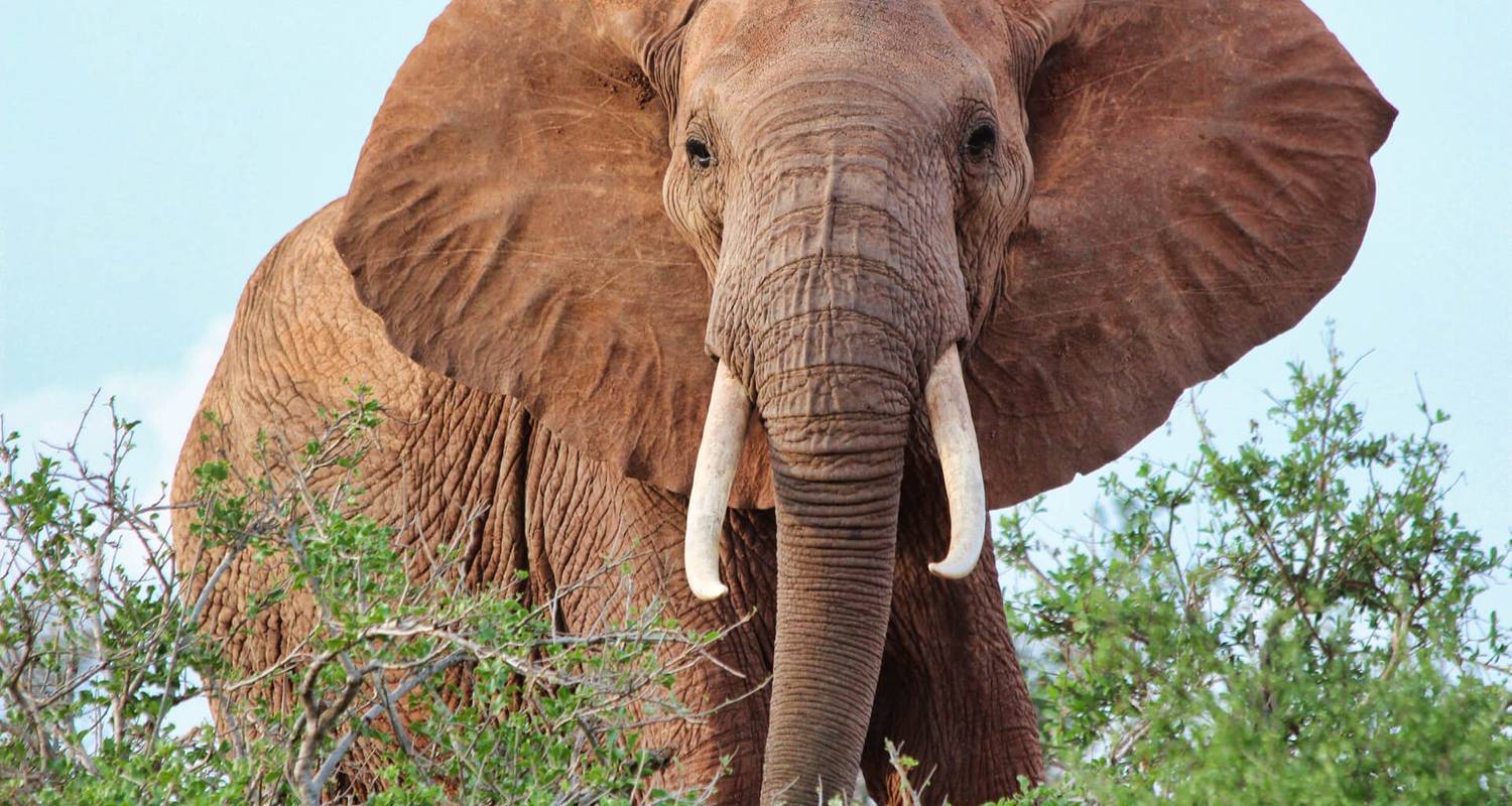 3 days safari Tsavo East and Amboseli - KT Safaris