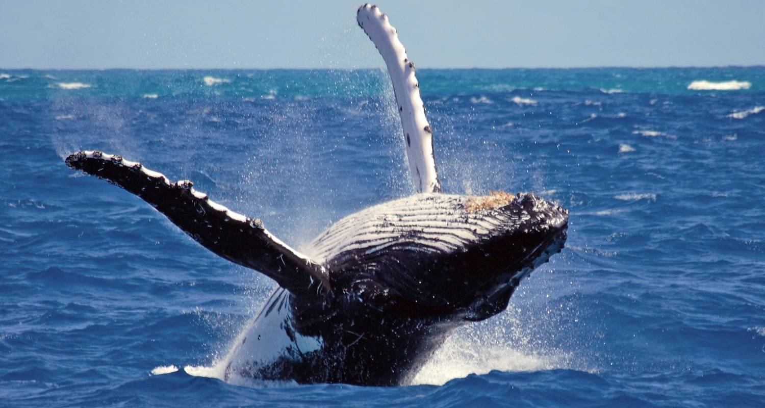 Down South In 6 Days - Skylit Tours