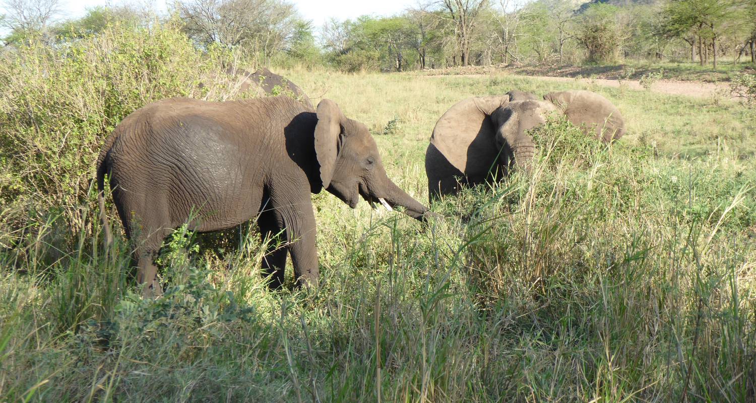 The Big Five Safari - Denllepe Tours and Safaris