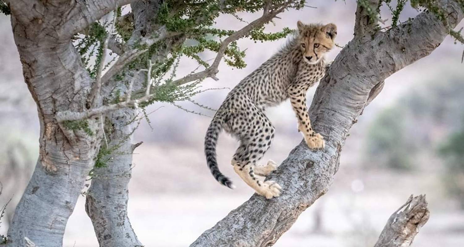 Day tour: Ngorongoro Conservation Area - TaraLight Safari Tours