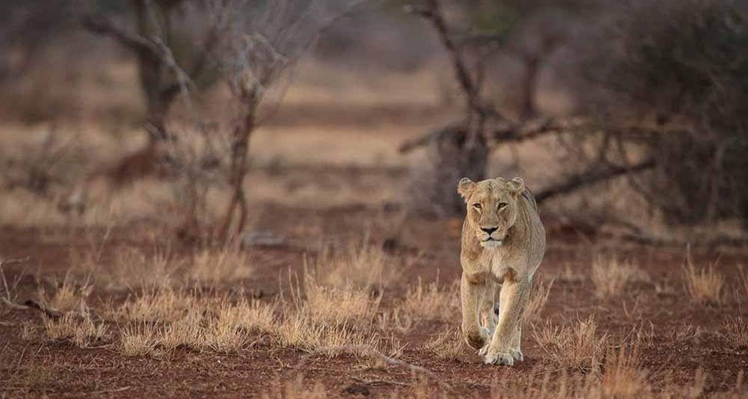 Day tour: Lake Manyara National Park - TaraLight Safari Tours