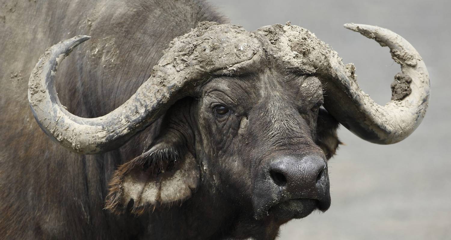 5 Days Budget Safari Serengeti Ngorongoro Lake Manyara - Africa Joy Tours
