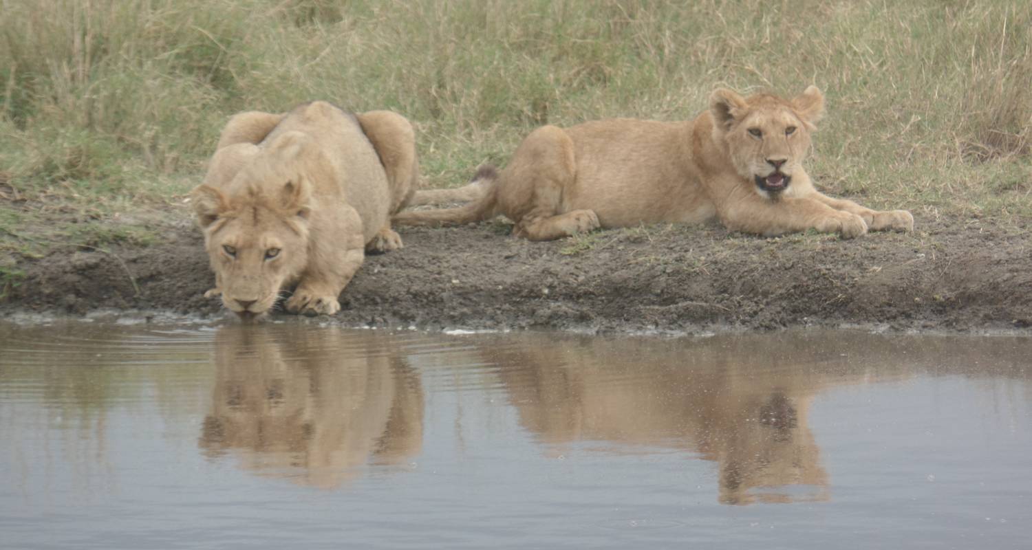 7 Days Halal Luxury Safari - Tanzania Kenya Safari