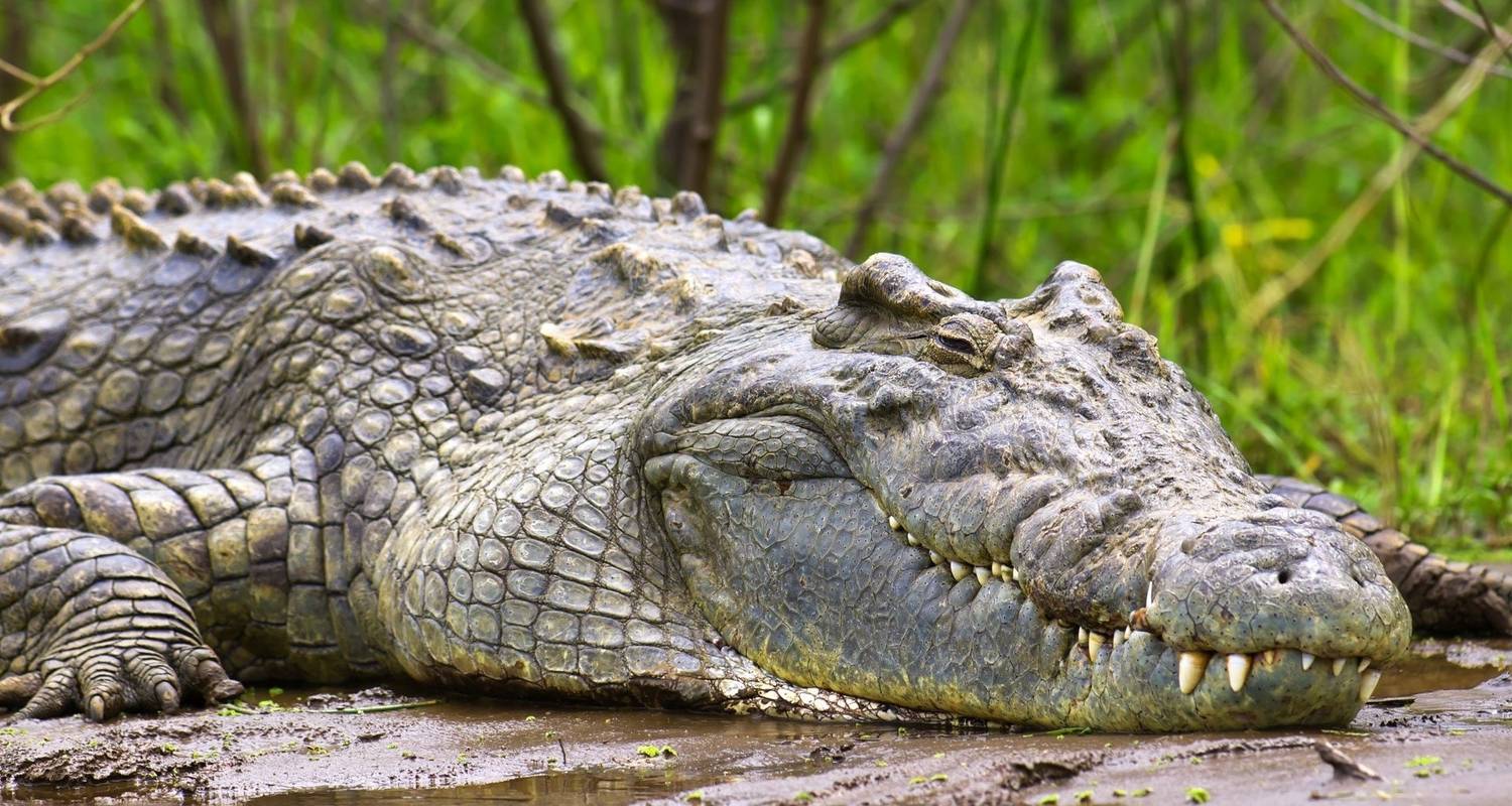 4 days Murchison falls and Chimpanzee trekking - Staywild Safaris