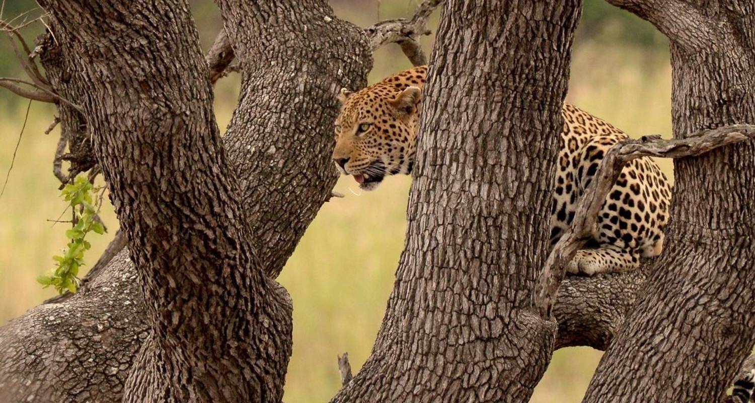 15 Days - Johannesburg, Kruger National Park and Cape Town Tour - Africa Moja Tours & Transfers