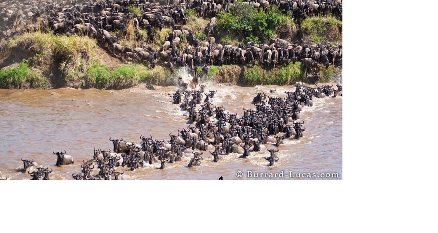 Kenya- Wildlife Migration Safari 6 Days - Safe Drive Tours & Travel ltd